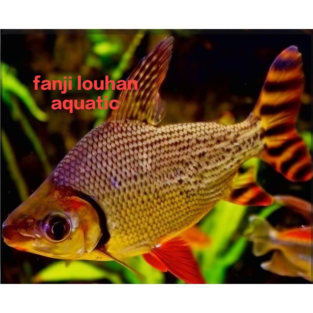 ikan yff size 20 cm