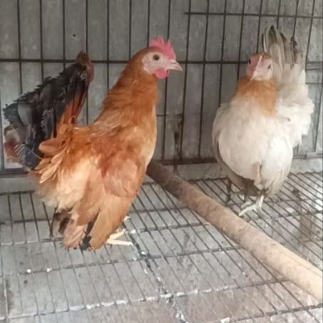 ayam kate sepasang muda