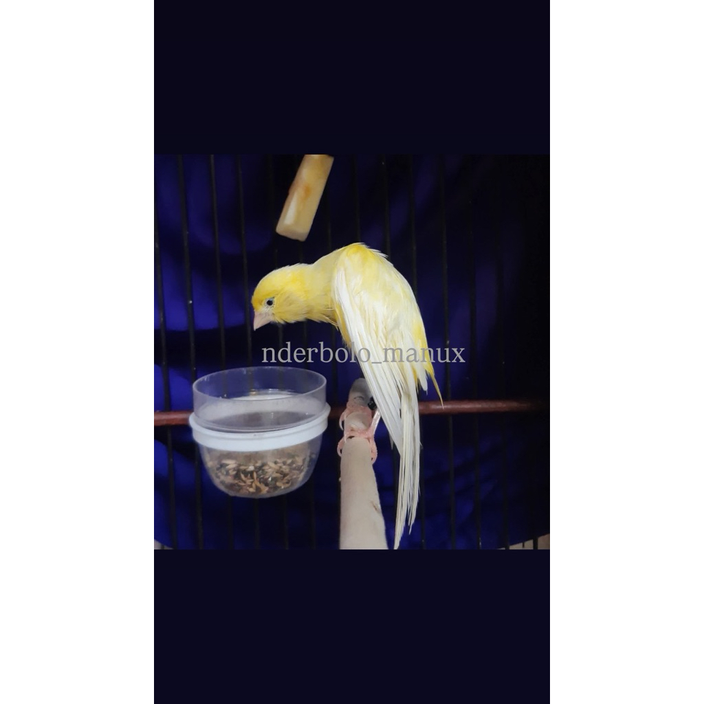 KENARI JANTAN BELGIAN BOSSU