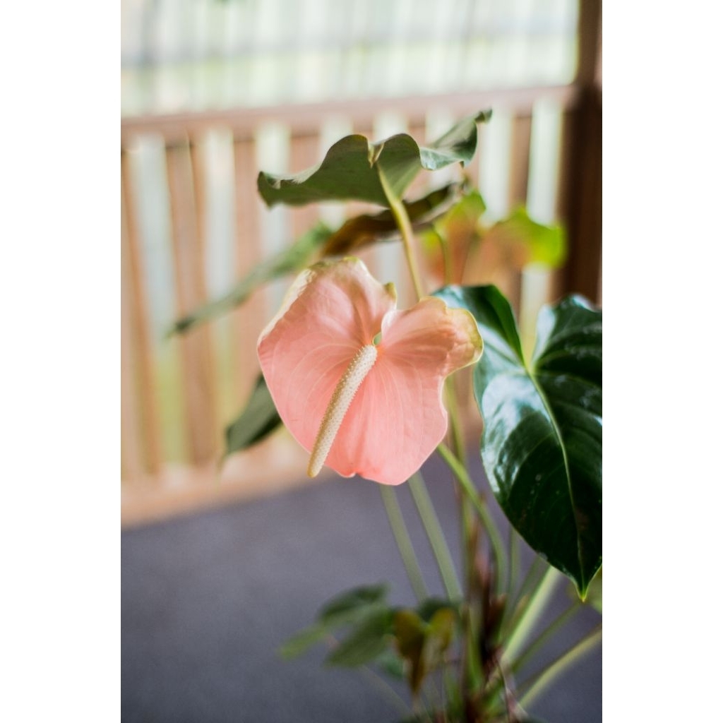 Anthurium bunga Presiden Pink