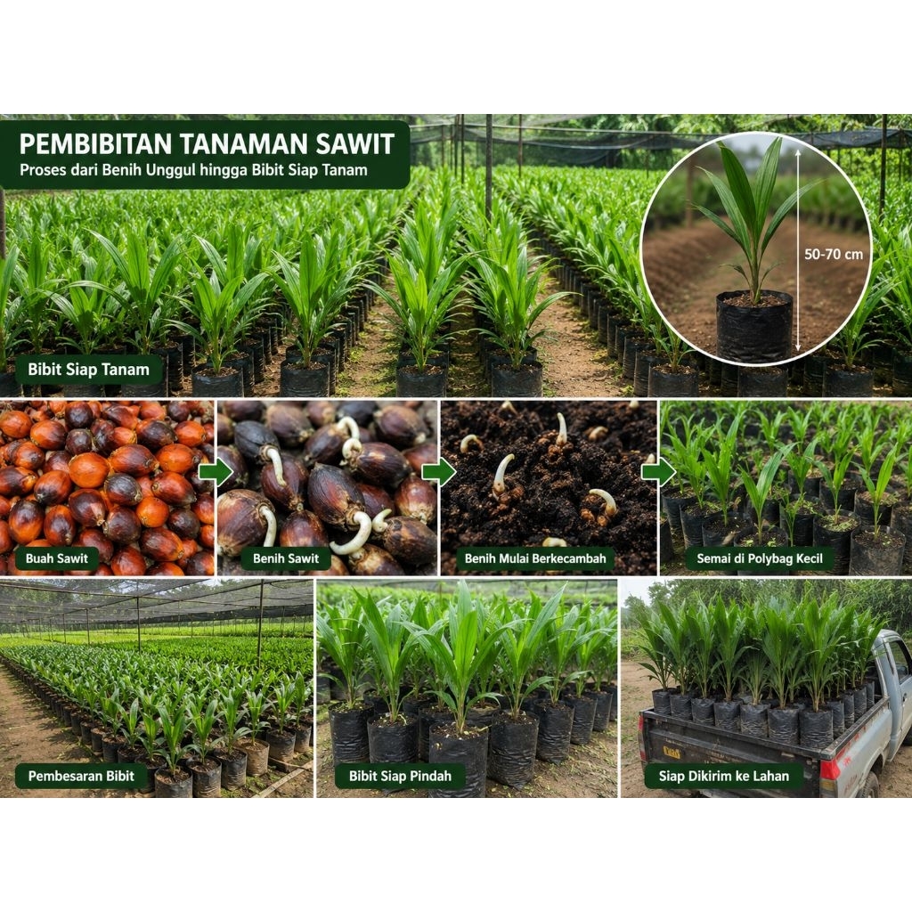 bibit kelapa sawit