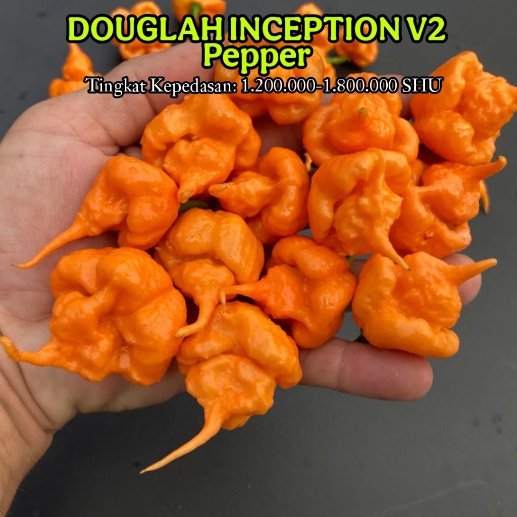 Benih Bibit Cabe DOUGLAH ICEPTION V2 || Cabe Super Pedas
