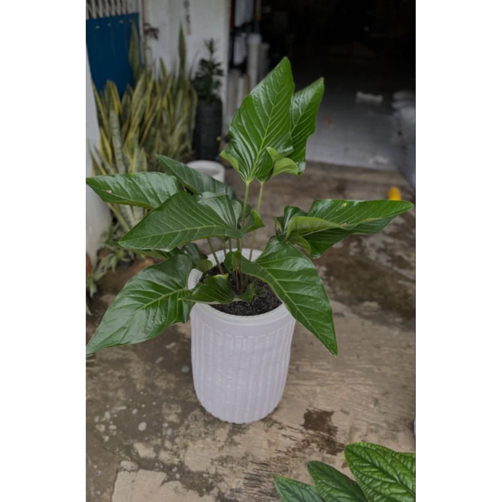 Anthurium Garuda