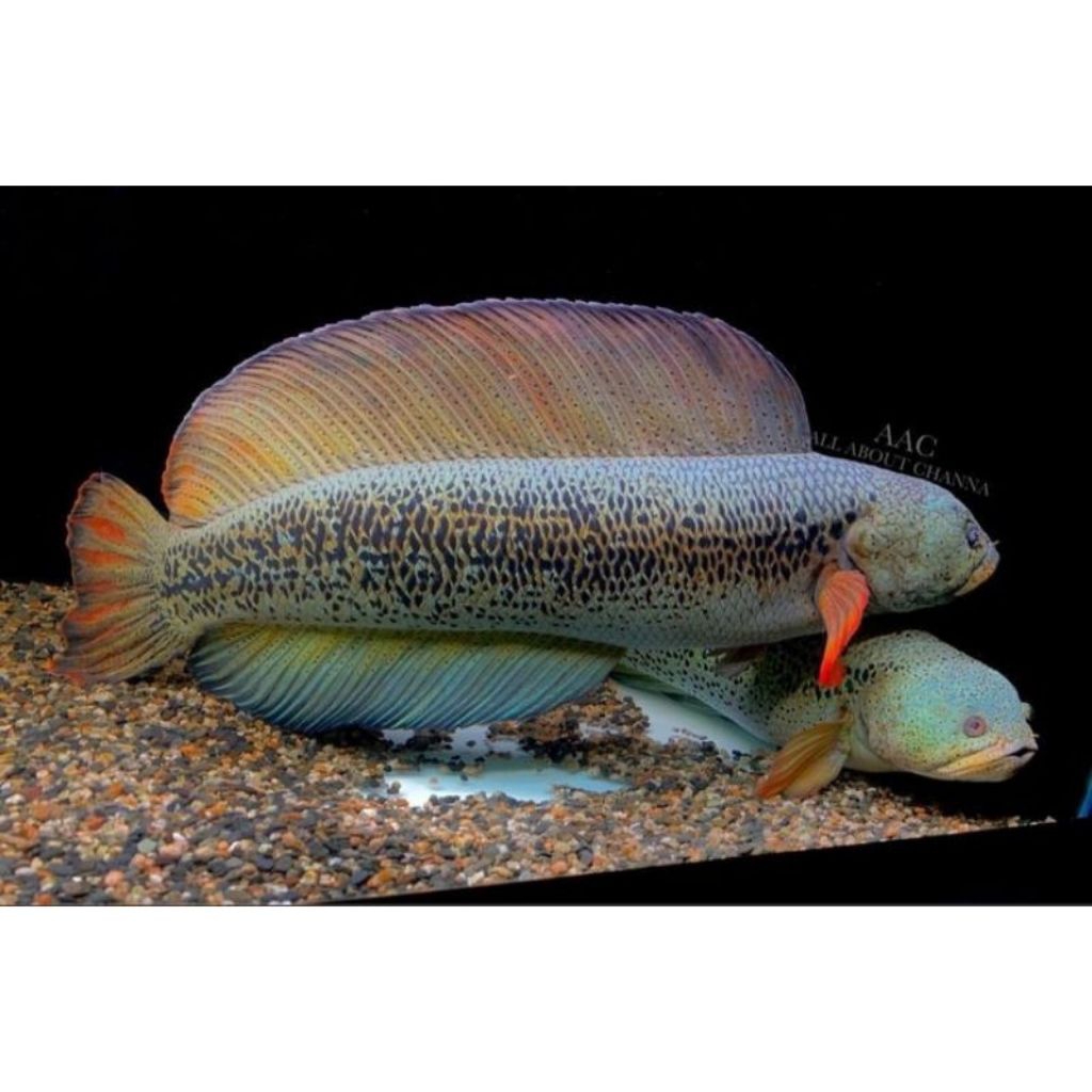 ikan cana barca jp
