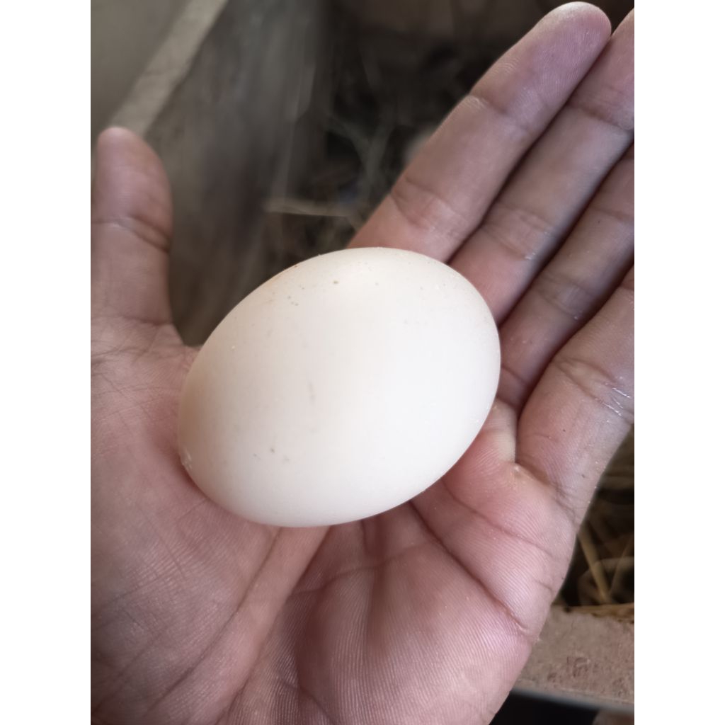 Telur Ayam fertil mangon, pama, birma
