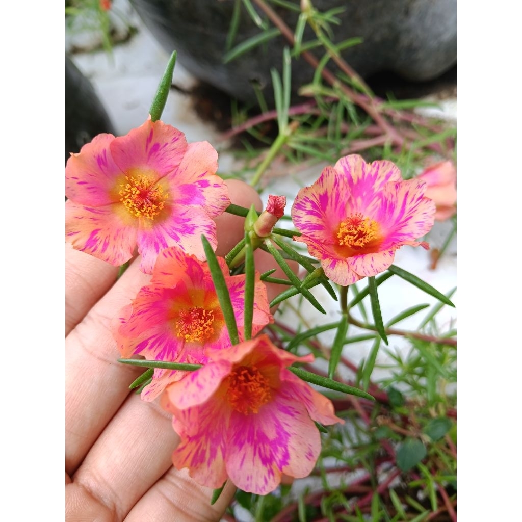 Bunga krokot tiara peach fire