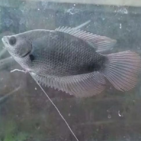 GURAME SABAH UKURAN 12-13 CM