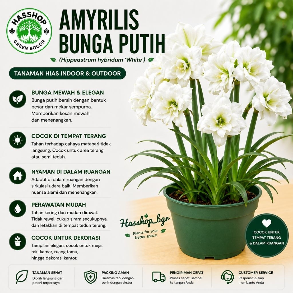 Tanaman Hias Bunga Amarilis Bunga Putih Umbi Amarylis Murah
