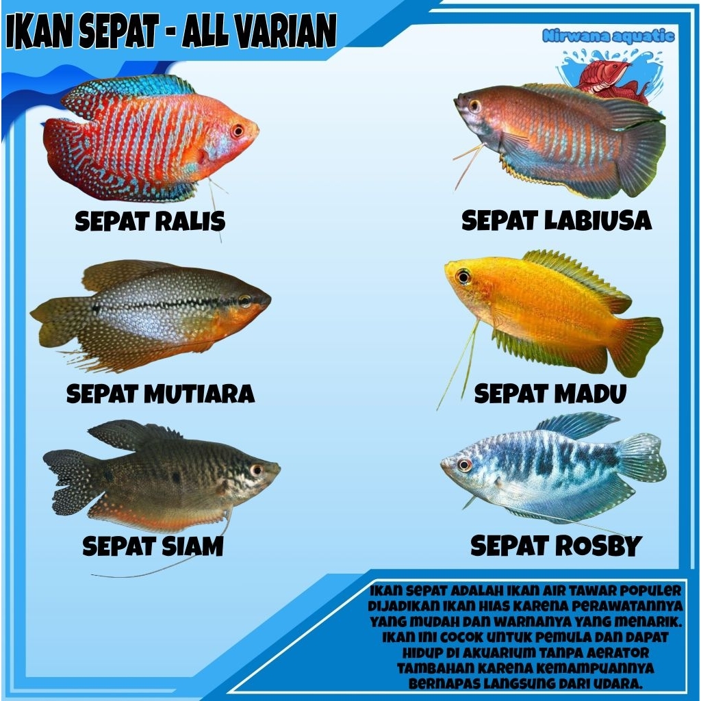 (INSTAN) IKAN SEPAT ALL VARIAN - ROSBY, MADU, MUTIARA, RALIS, LABUSA, SIAM /EKOR