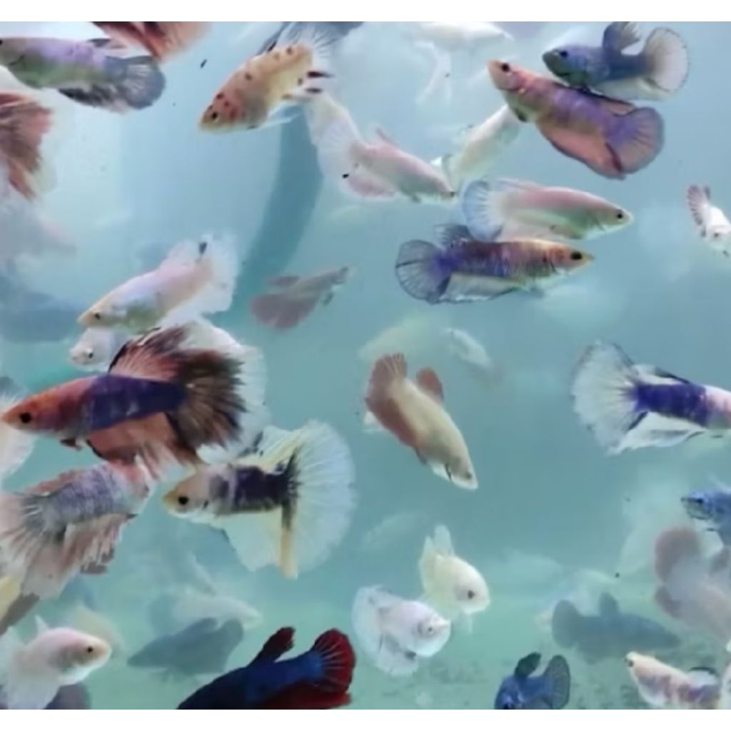 Hiasan aquarium betina HMPK giant 2 ekor siap breeding