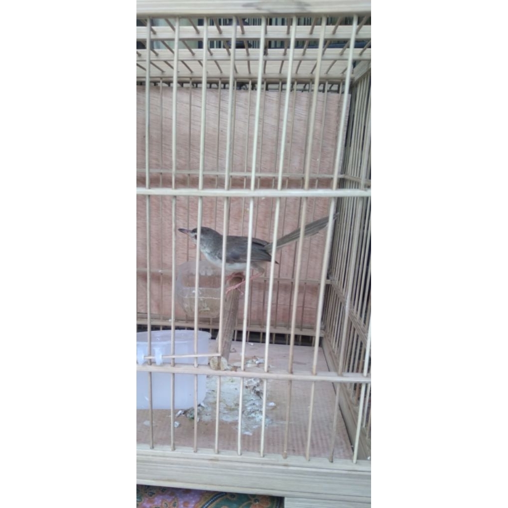 Burung ciblek sawah