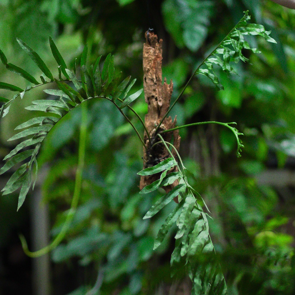 Lecanopteris lomarioides / Tanaman Pakis Epifit / Fern