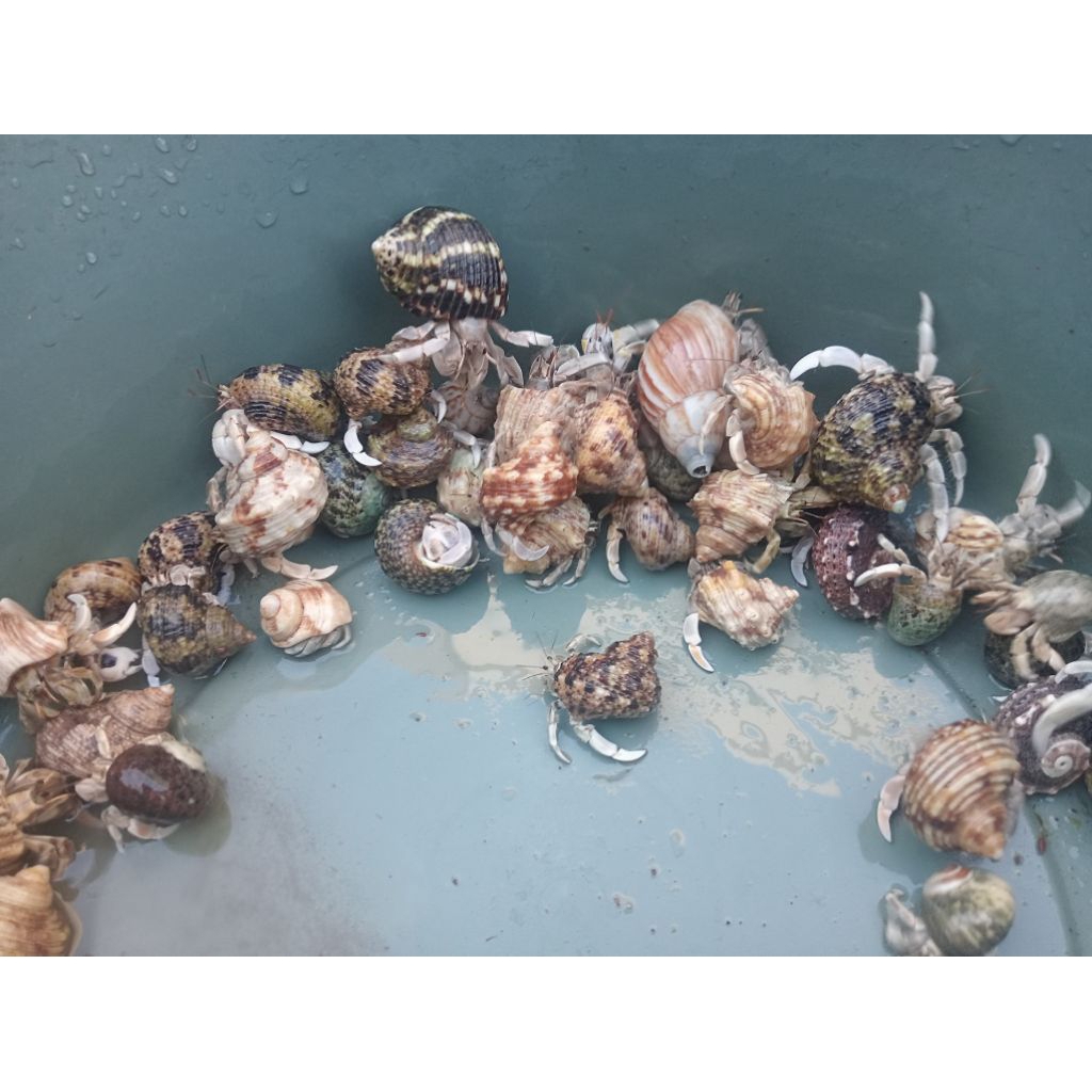 CEONOBITA RUGOSUS RED & WHITE