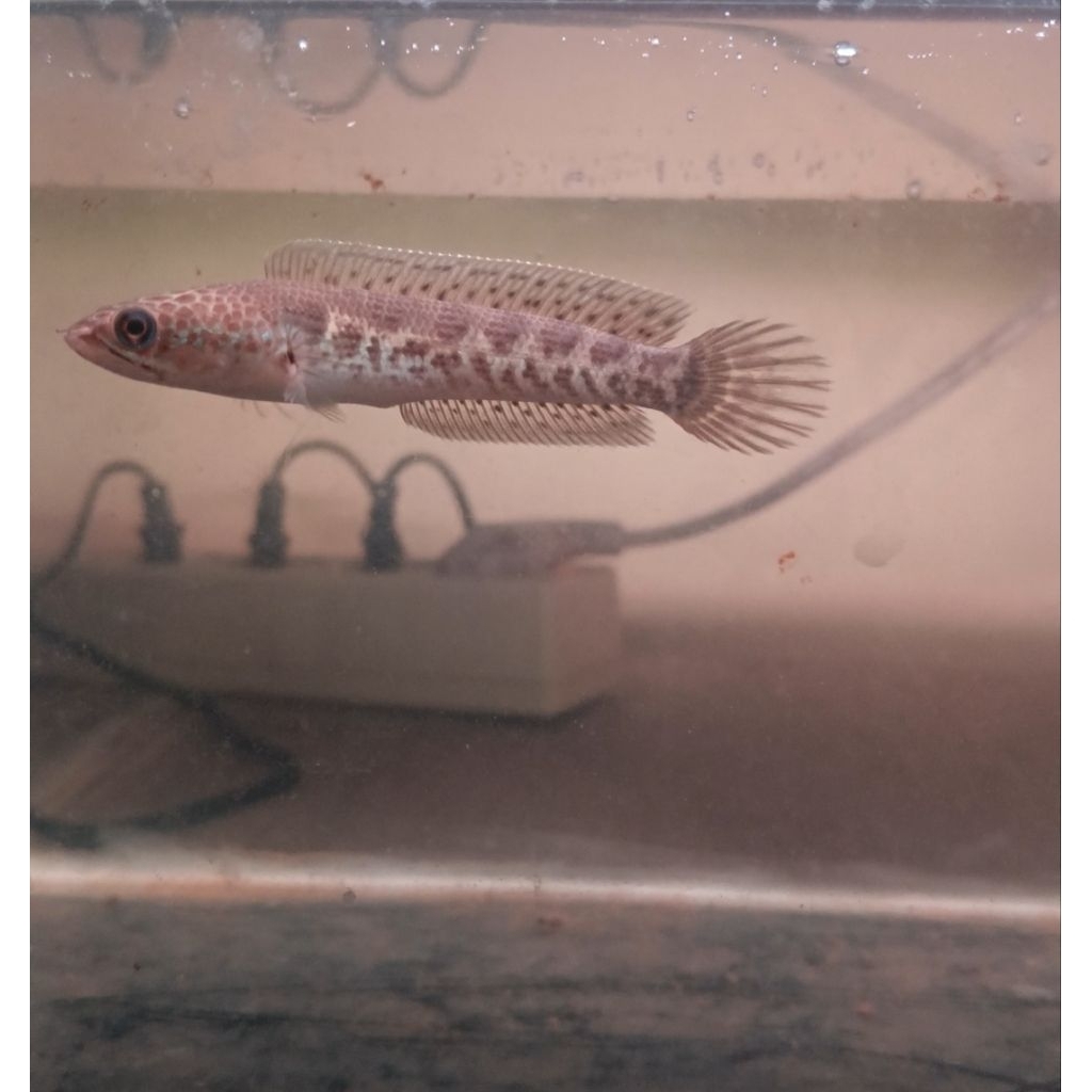 Hiasan Aquarium Chana Auranti 10-11Cm Grade AAA+++