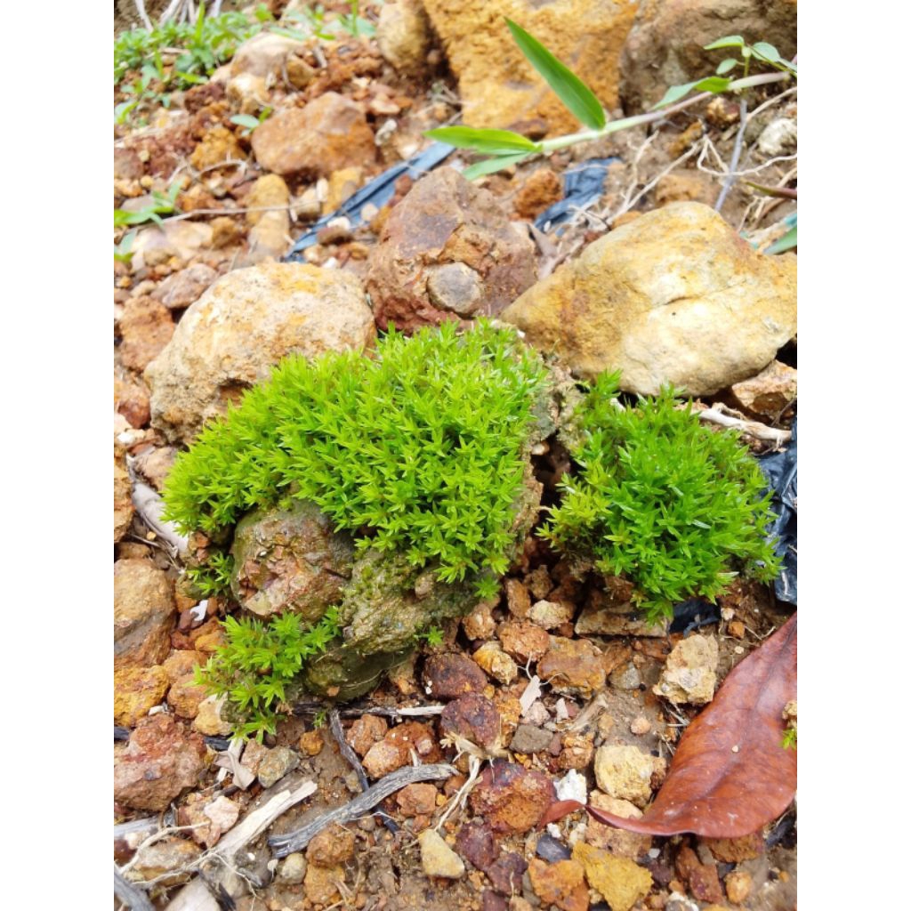 tanaman mos darat tanaman paludarium