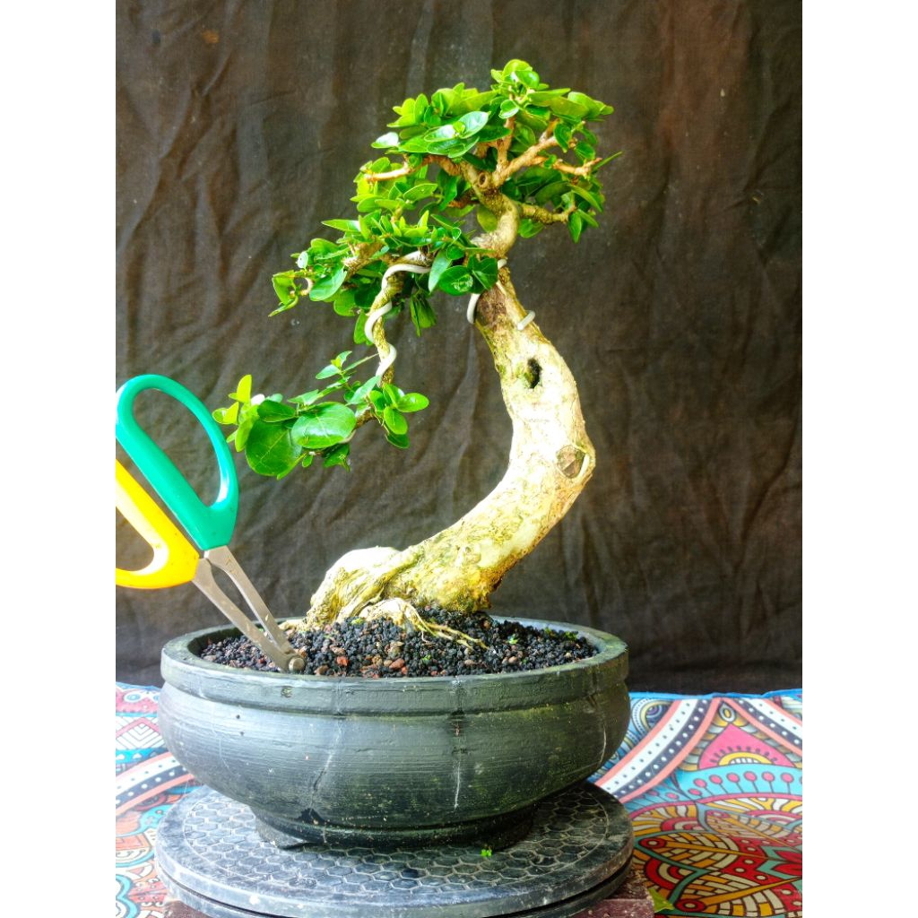 Bonsai Sancang small jadi