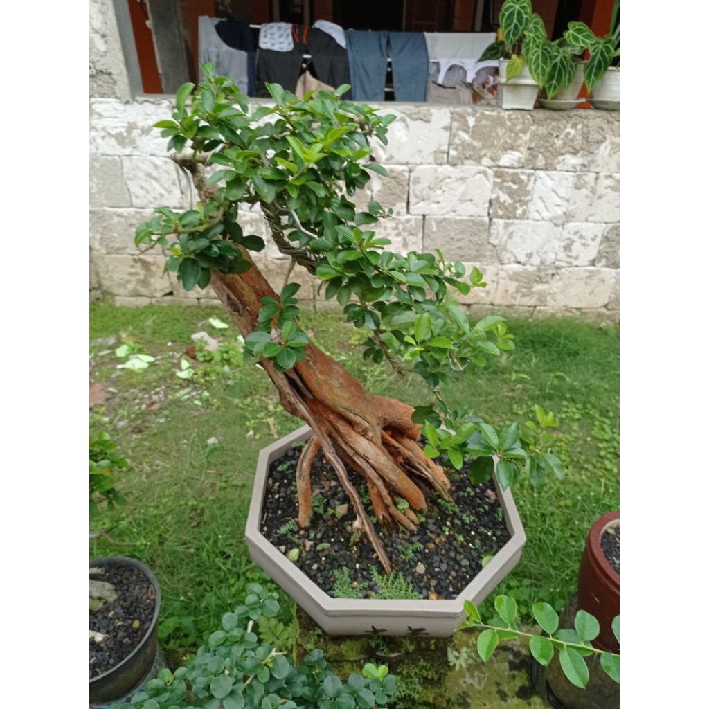 Bonsai sisir kaliage relfick