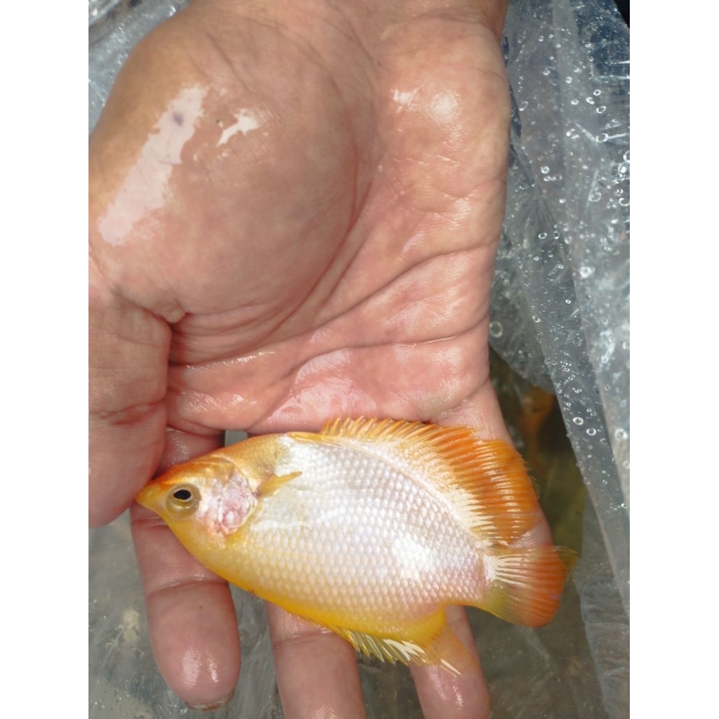Ikan Gurame Padang ukuran 2-3Jari, Berkualitas Tinggi dan Hidup Sampai Tujuan
