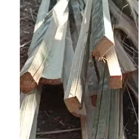 Bambu betung kotak 2 mtr bahan layangan gapangan