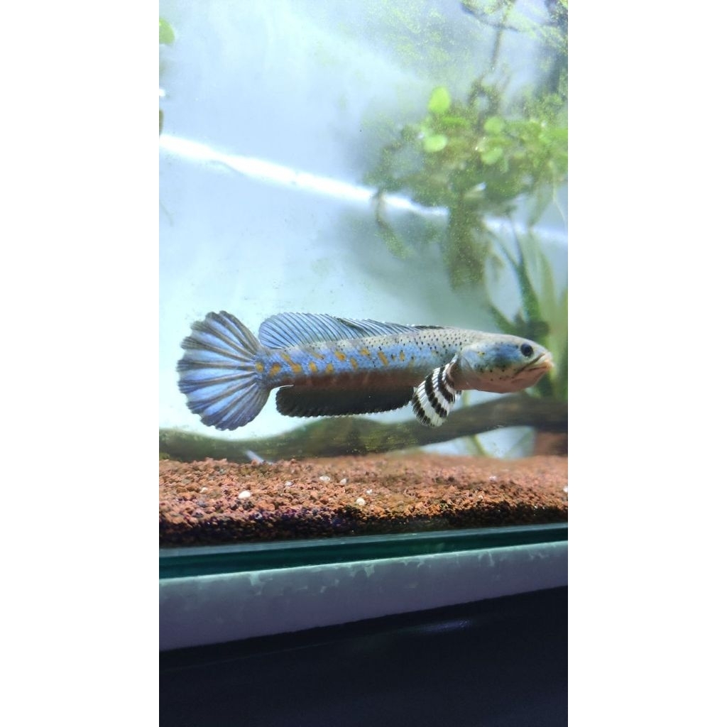 Chana blue pulcra size 7 cm flaring tangan single tank