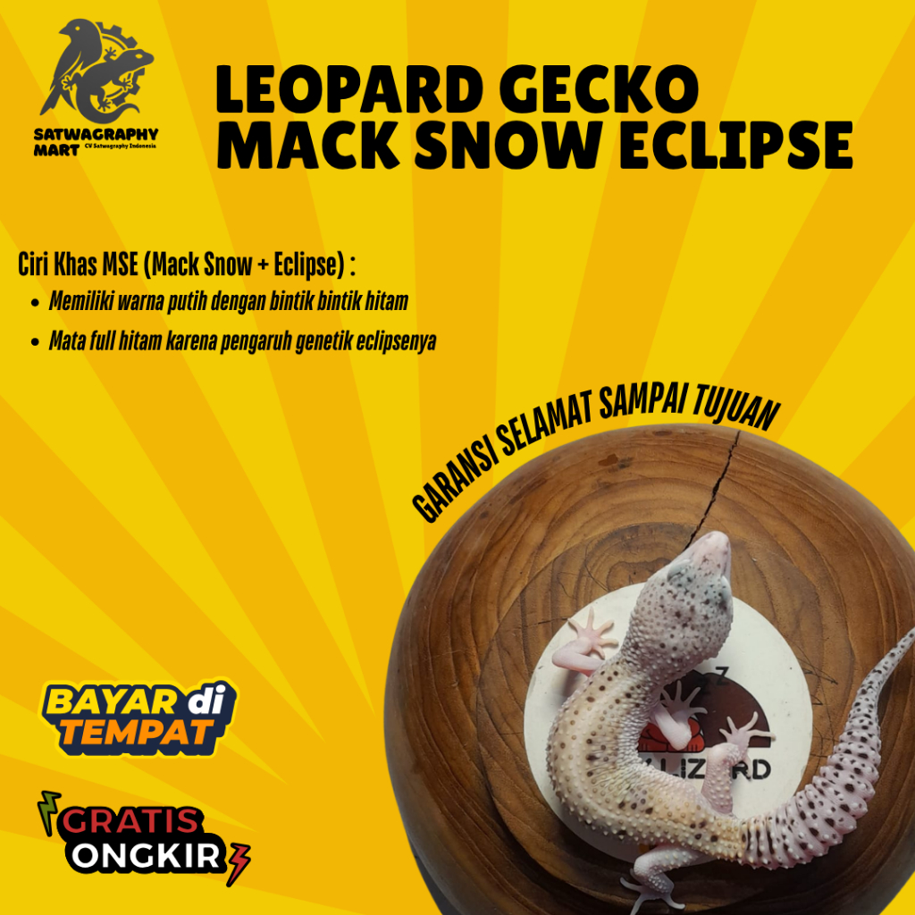 Mainan Anak GECKO Warna MSE MACK SNOW ECLIPSE