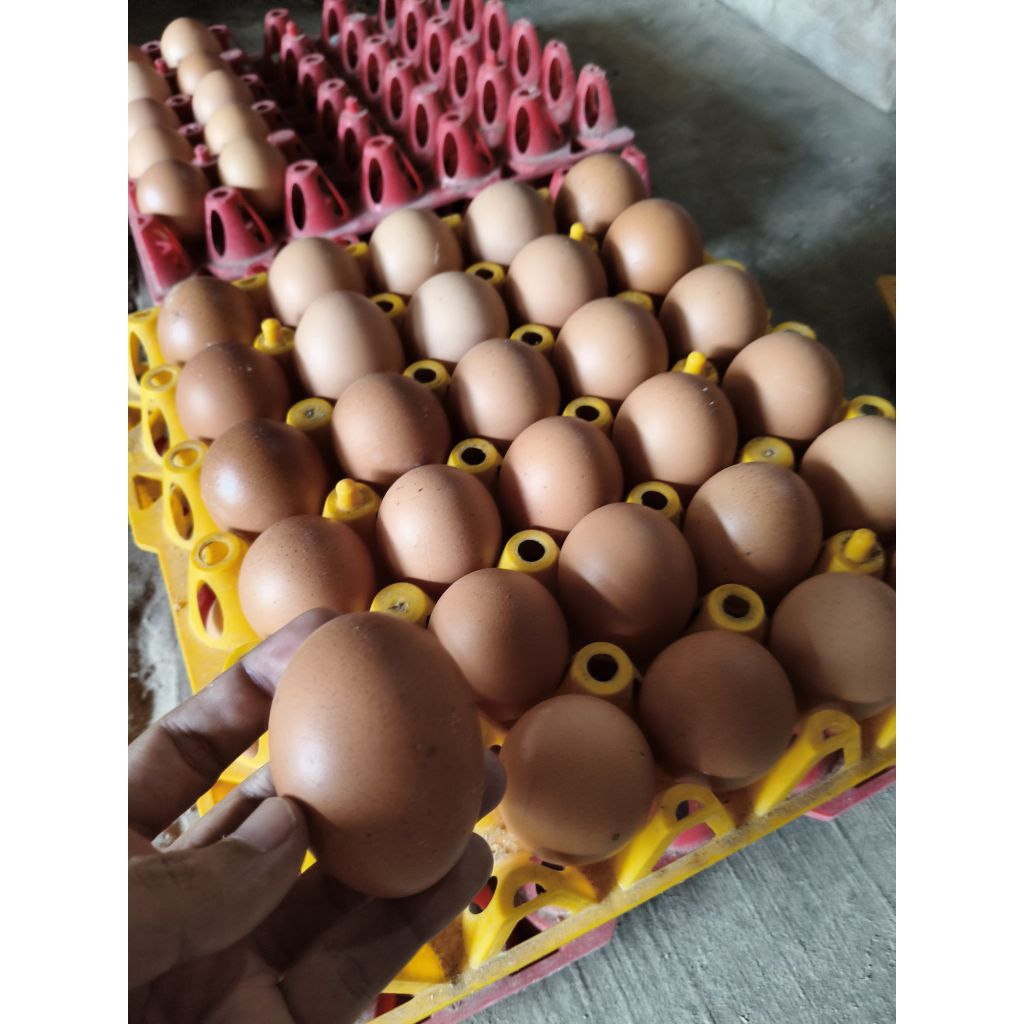 AGEN TELUR AYAM NGANJUK 1KG INSTAN - TELUR MURAH SIAP KIRIM