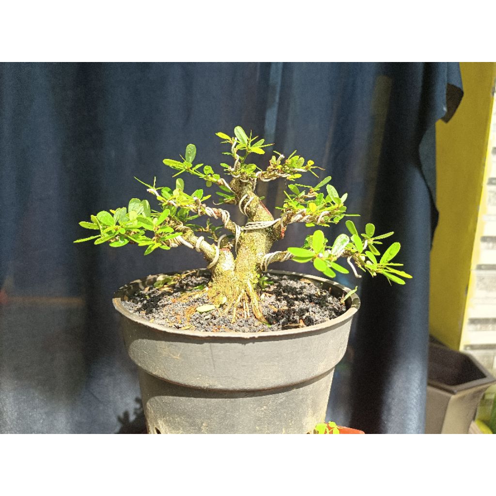 Bonsai Saeng simbur