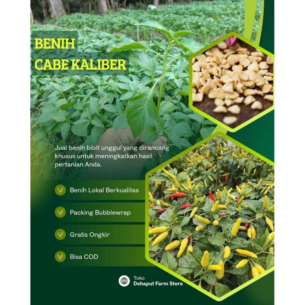Benih Unggul CABE KALIBER (1 botol)
