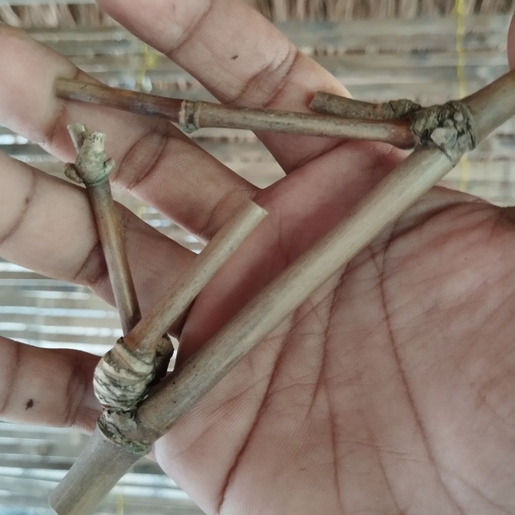 BAMBU ANTIK PETHUK