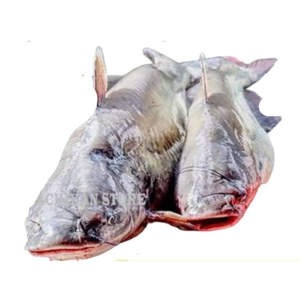 IKAN BAUNG LAUT - Palembang