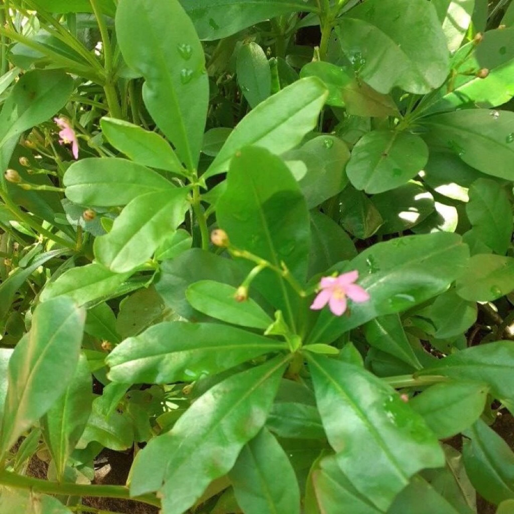 ginseng jawa / bibit ginseng jawa / tanaman ginseng hidup