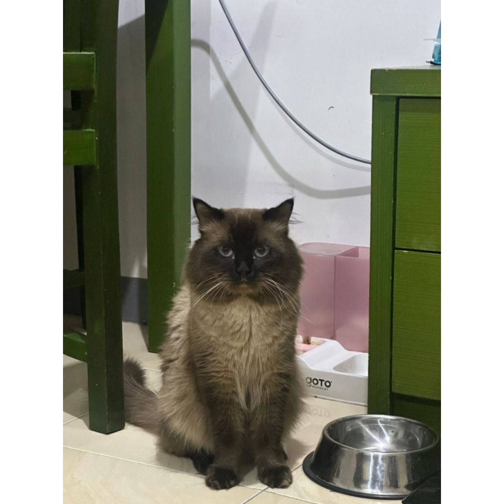 kucing himalaya gosong jantan