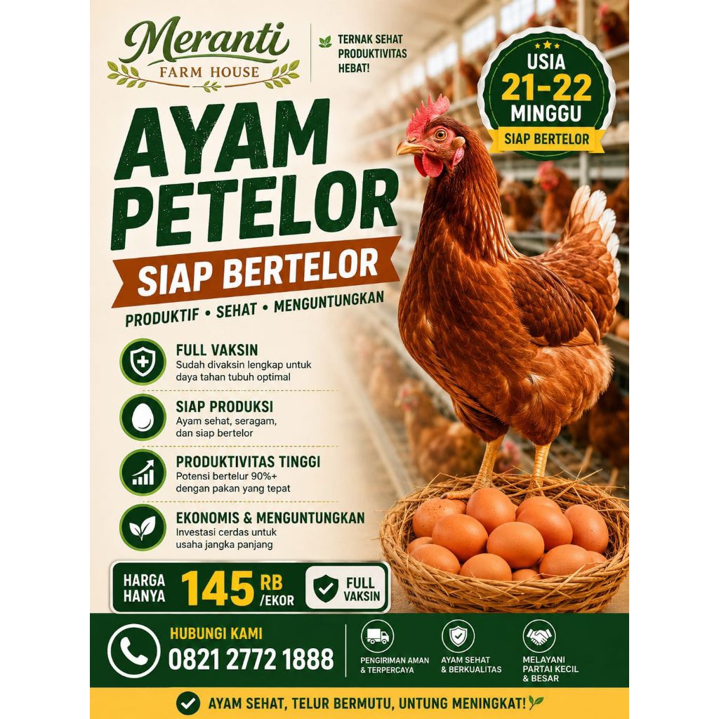 Ayam Petelur Jenis Isa Brown Umur 21-22 Minggu Siap Bertelur