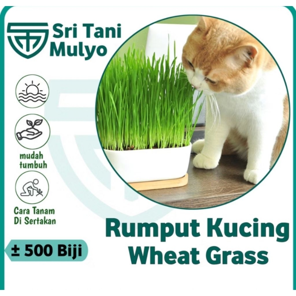 500 Benih WHEATGRASS Rumput Kucing BIBIT WHEAT GRASS MICROGREEN - Rumput