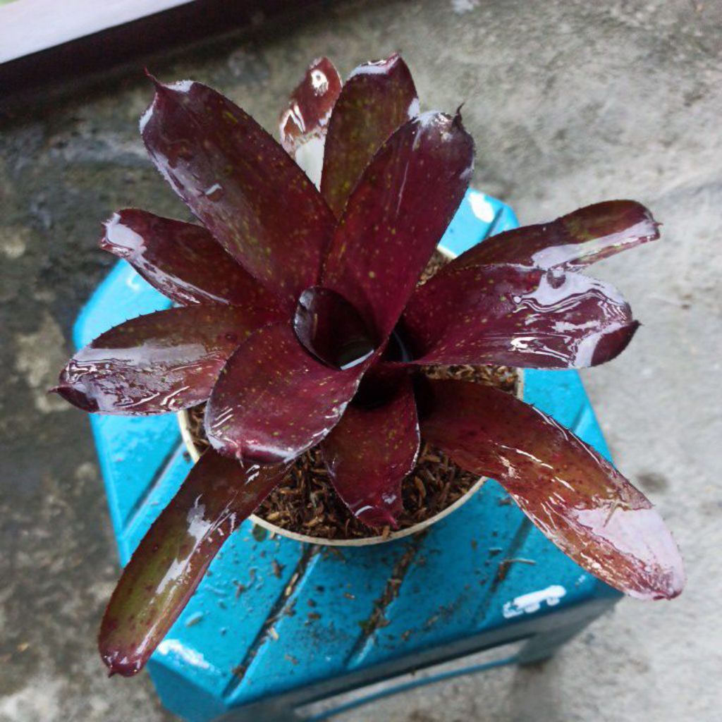 Bromelia Kitek Rose L