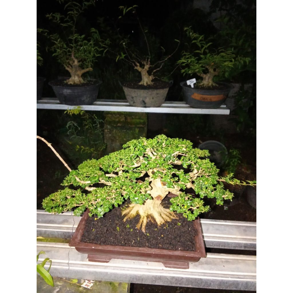 Bonsai sancang siap kontes prospek mewah .