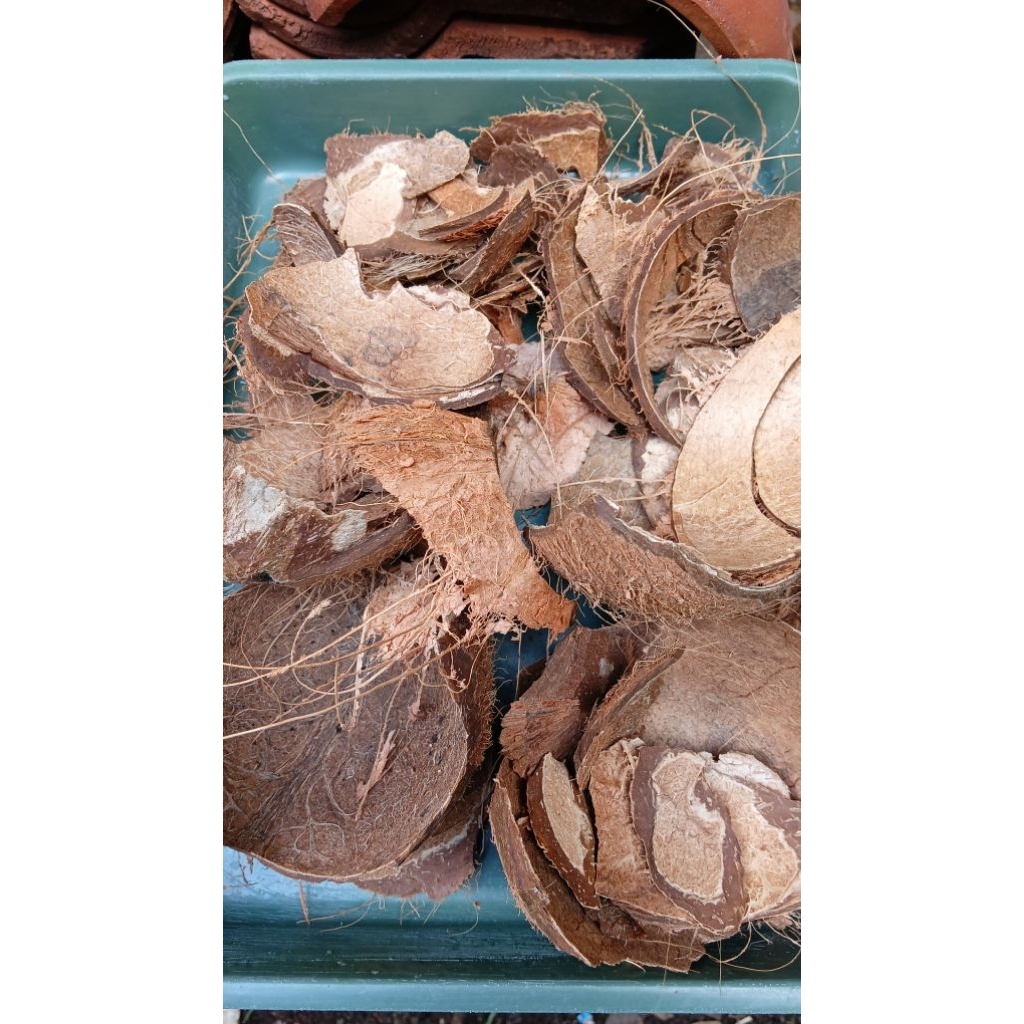 Batok Kelapa Kering 1 kg, Belum Amplas, Cacah kecil, Cacah besar.