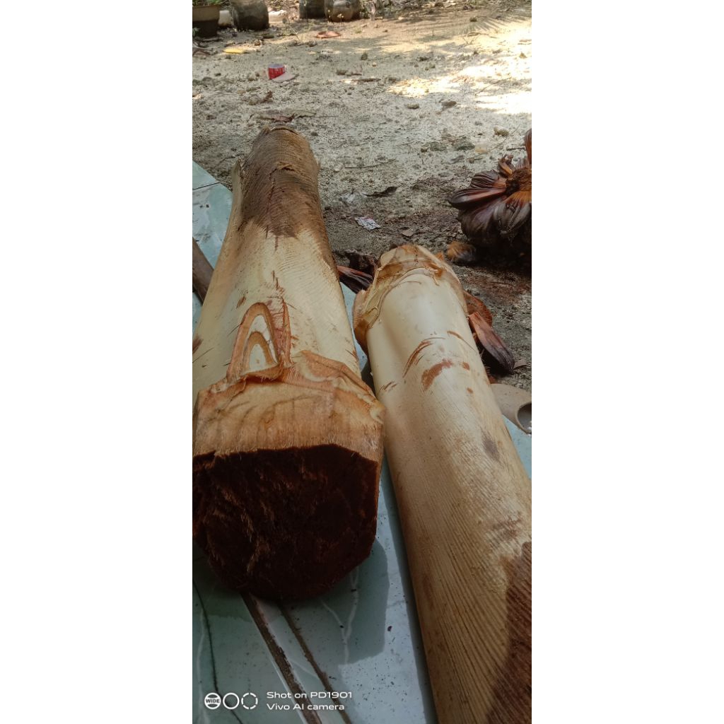 umbut kelapa bonjoran 10 kg