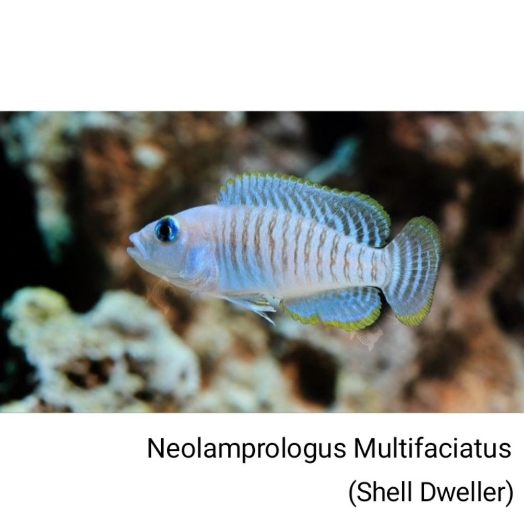 Cichlid Neolamprologus Multifasciatus SHELL DWELLER CICHLID Tanganyika