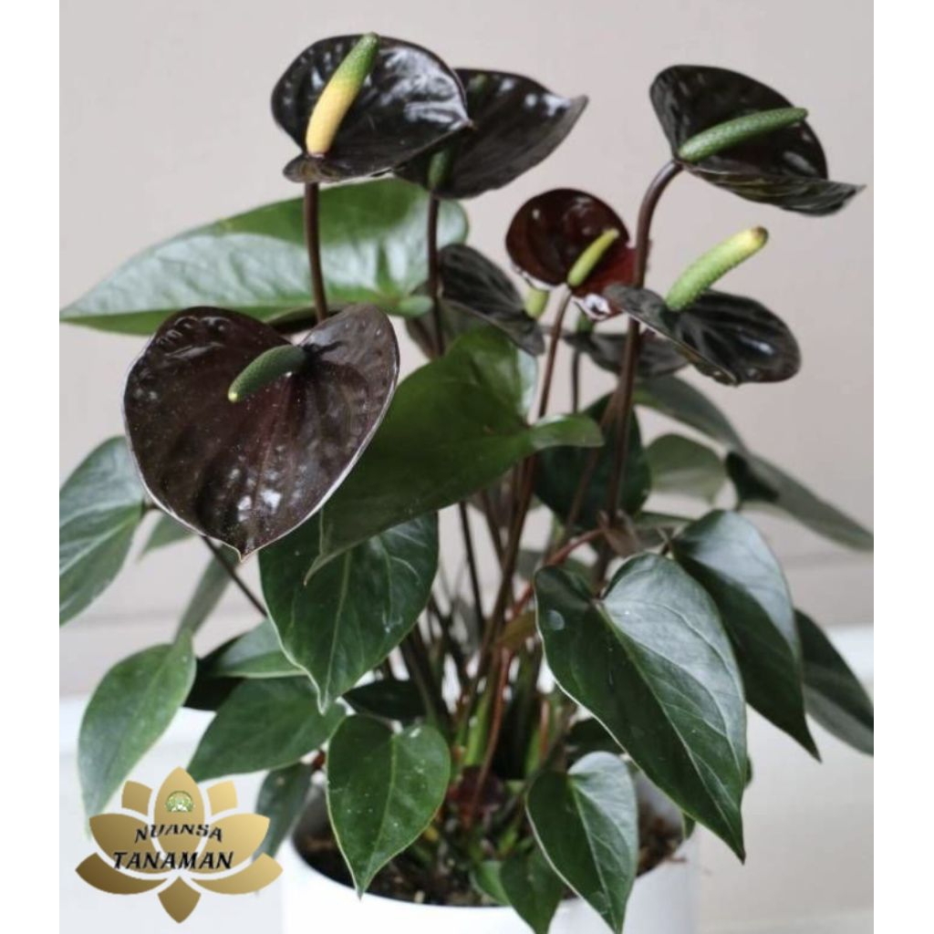 Tanaman Hias Pohon Anthurium Mickey Mouse Bunga Hitam Siap Tanam/Pohon Anthurium Mickey Mouse Bunga 