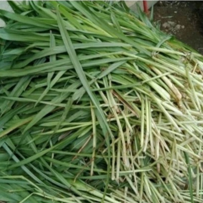 Rumput Odot Super Untuk Pakan Ternak Termurah  Rumput Odot Kualitas Super