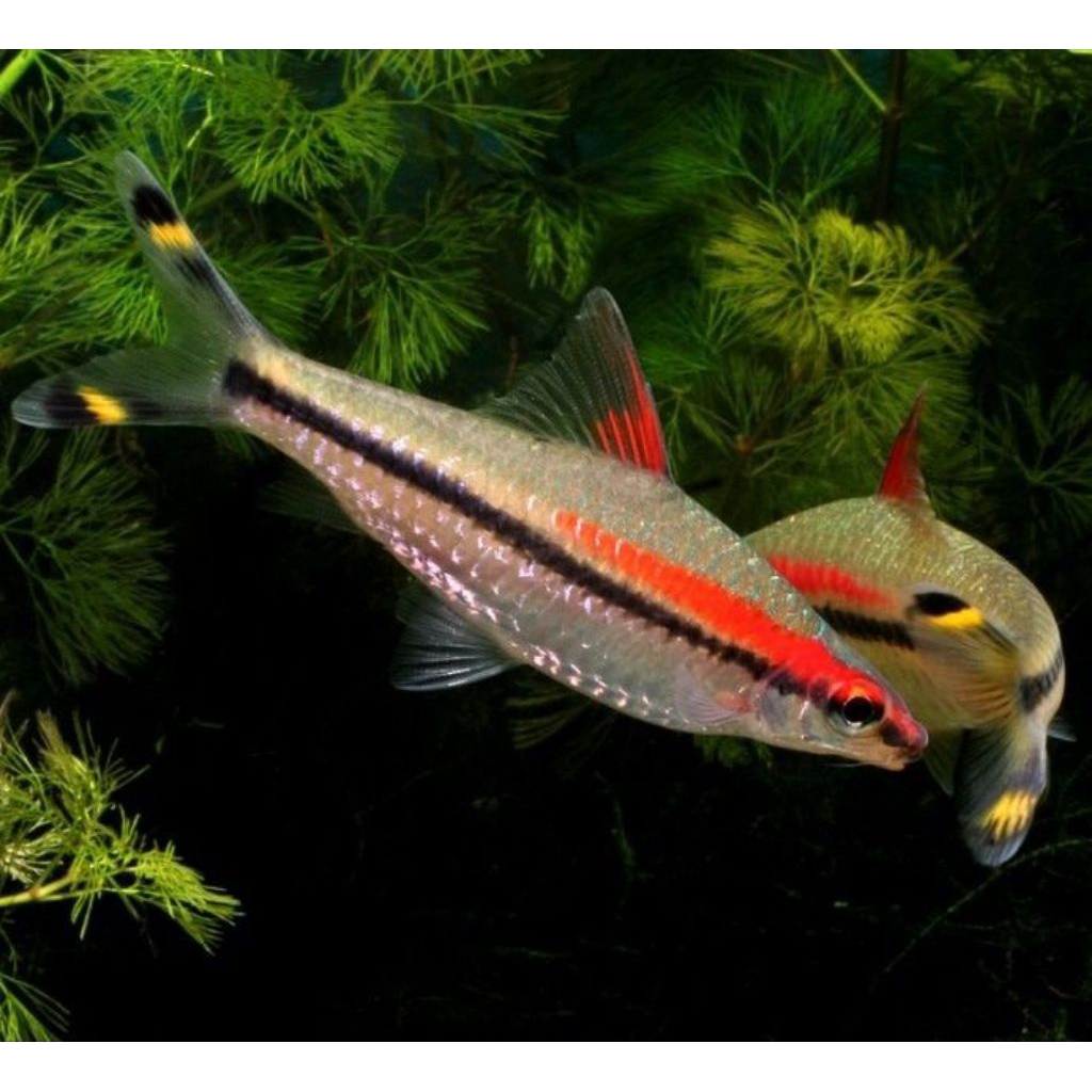 ikan pontius denisoni jumbo -+13cm