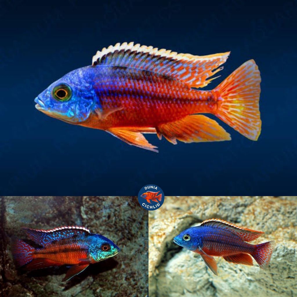 Red Empres Cichlid