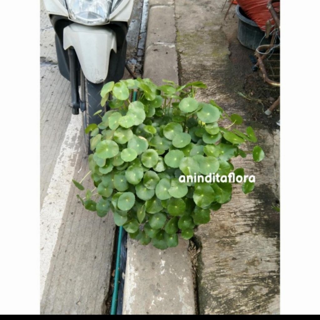tanaman hias pegagan/pohon pegagan tanaman air