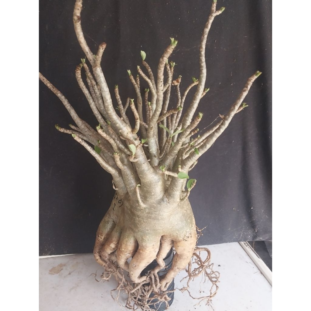 Adenium Arabicum Hibrid Varian Godji Prokar Induk