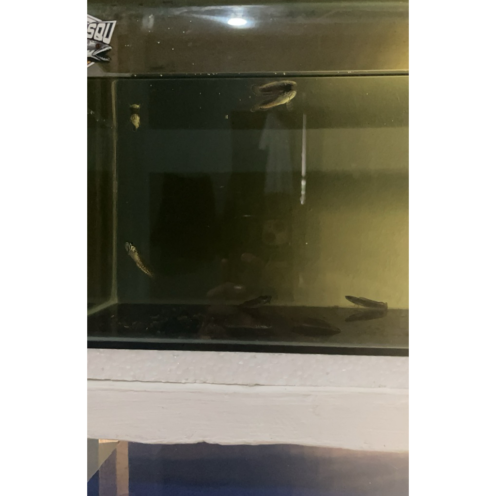 Channa Andrao Ikan Hias Aquarium 3-5cm, Sehat dan Aktif