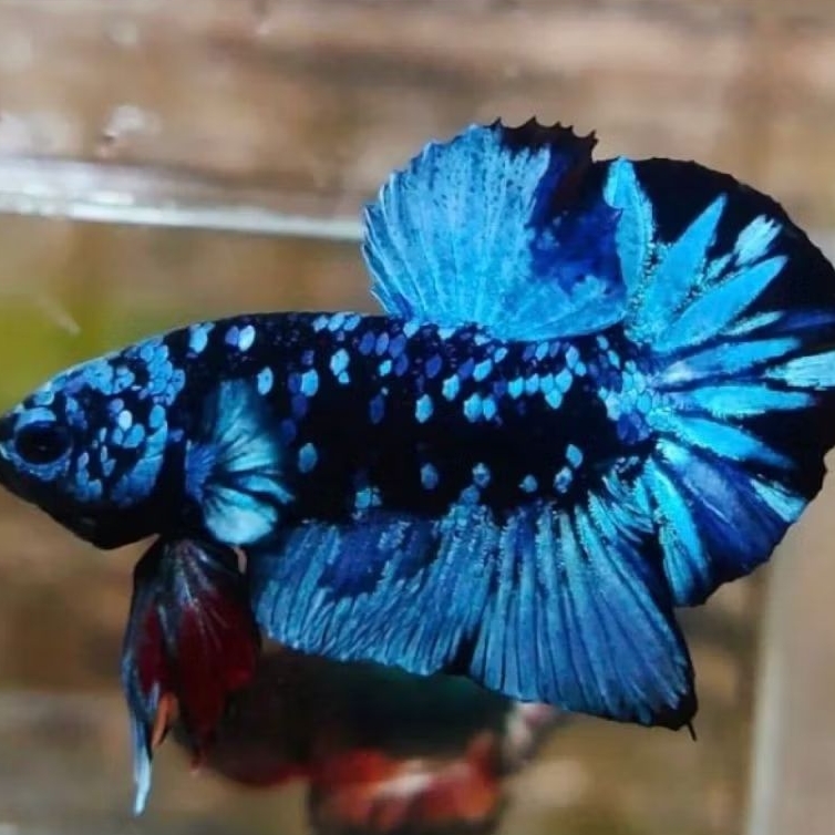 Ikan Cupang Avatar Gordon Top Grade Super - Mengkilap Maksimal - Sehat Aktif