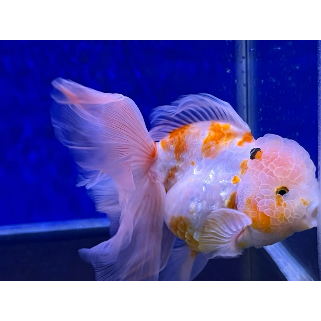 Ikan Mas Koki Oranda Rose Tail Calico Sakura OLT size Jumbo