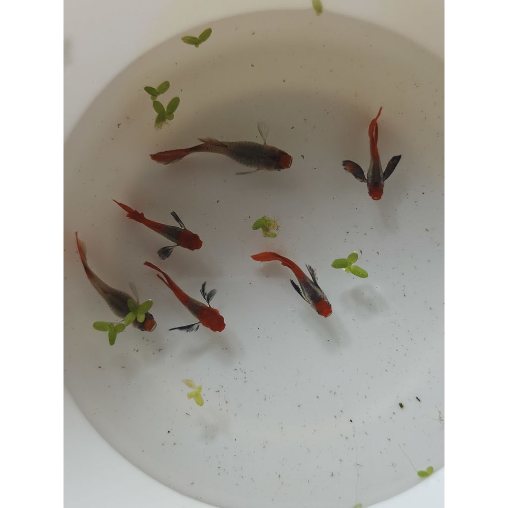 air ketapang prtde koi