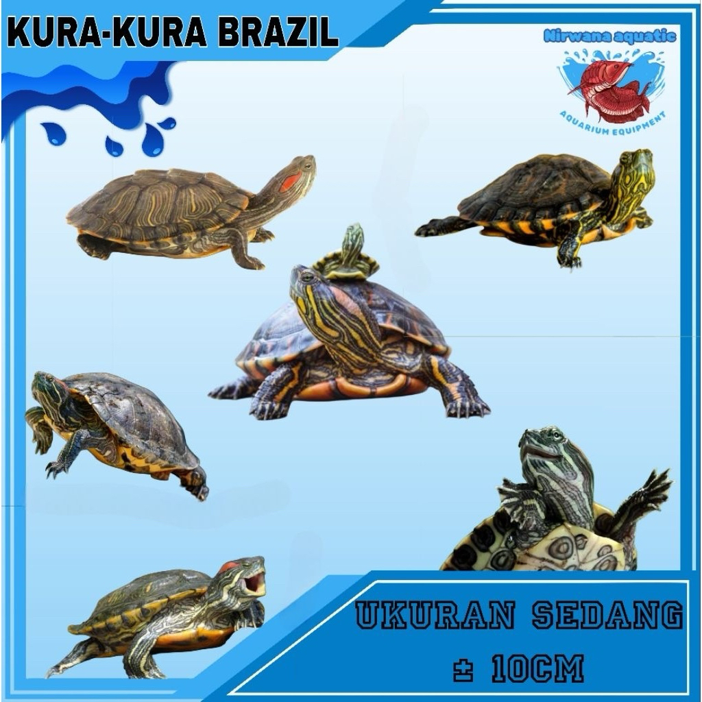 (INSTAN) KURA-KURA AIR BRAZIL - UKURAN REMAJA ± 8 CM